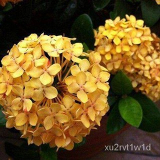 เมล็ด ใหม่็ด 20 ใหม่็ด ใหม่็ดไฮเดรนเจีย Hydrangea Seeds สีเหลือง ไฮเดรนเยียสายใหม่ฝรั่งเศส ของแท้ 100% อั เพาะ