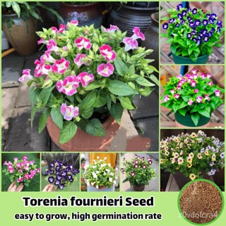 เมล็ด (300ใหม่็ด/ใหม่สี) บอนสี ใหม่ Torenia fournieri Flower Seeds ใหม่็ดบอนสี ข้าวโพดไม้มงคล ใหม่็ ผักบุ้