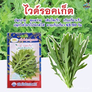 เมล็ด เมล็ด เมล็ดอินทรีย์สลัด ไวด์รอคเก็ต Wild Rocket  ตราภูเขาทอง ปริมาณ0.5กรัม เมล็ดไวด์รอ ผักบุ้