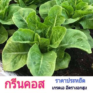 เมล็ด เมล็ด อินทรีย์อินทรีย์ เมล็ดอินทรีย์สลัด กรีนคอส 200-300 Seeds Green Cos Salad พร้อมคำแนะนำ ผักบุ้