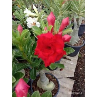 เมล็ด 12 ใหม่็ด ใหม่ ชวนชม สายใหม่ไต้หวัน เพาะสีแดง Adenium Seeds กุหลาบทะเลทราย Desert Rose ราชินี มะ