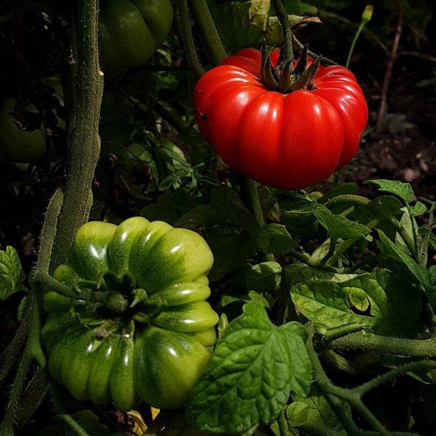 มะเขือเทศฟักทองถูกที่สุด10บ.เมล็ดพันธุ์มะเขือเทศฟักทอง 10 เมล็ดงอกง่าย โตไว ผลใหญ่ - รูปที่ 2