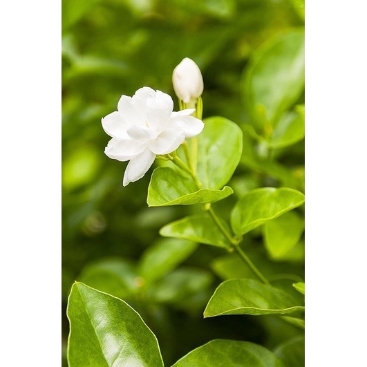 ต้นมะลิลา  ร้อยมาลัย ลอยน้ำดื่ม ลอยหน้าอาหาร กระถาง5 นิ้ว (ซื้อ 3แถม 1) Jasmine Plant 5inch pot’s (buy 3 get 1 free)