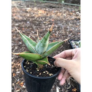 ลิ้นมังกรด่าง sansevieria pingui ด่าง มีรากแล้ว ส่งทั้งกระถาง