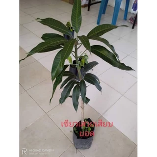ต้นมะม่วงเขียวเสวย🥭ต้นเตี้ย ลูกดก(เสียบยอด)สูง 50-70 ซม.