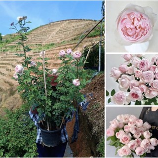 Peony Pink กุหลาบกลิ่นหอมแรงที่ชวนตะลึง สายพันธุ์ใหม่จากต่างประเทศ