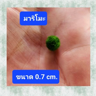 พืชน้ำจืดสาหร่ายมาริโมะน่ารัก ขนาด0.7 cm.ต้นไม้น้ำ