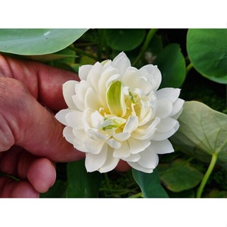 3 เมล็ดพันธุ์ บัว บัวสวยงาม บัวอ่าง บัวจิ๋ว บัวแคระ สายพันธุ์ Gracieux microLotus blanc สีขาว Lotus Seeds