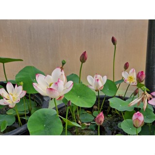 5 เมล็ดพันธุ์บัว บัวนอก สายพันธุ์ Cong Ke สีชมพู ขาว บัวแคระ MicroLotus บัวจักรพรรดิ์