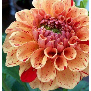 1 หัว /ชุุด เหง้า ต้นรักเร่ Dahlia สายพันธุ์ Rembrandt สีส้ม หัวรักเร่ ดอกรักเร่ รักแรกพบ เฟิร์สเลิฟ