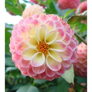 1 หัว /ชุุด เหง้า ต้นรักเร่ Dahlia สายพันธุ์ irene สีชมพู หัวรักเร่ ดอกรักเร่ รักแรกพบ เฟิร์สเลิฟ