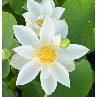 3 เมล็ดพันธุ์ บัว บัวสวยงาม บัวอ่าง บัวบึง สายพันธุ์ Lovely Pure White สีขาว