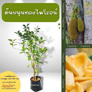ต้นขนุนทองไพโรจน์ สูง130-160 cm. (เกรดพรีเมียม ประกันพันธุ์แท้100%)