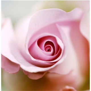 U-RO DECOR ภาพพิมพ์ รุ่น PINK ROSE (พิงค์โรส) 70x70 ซม.