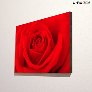 U-RO DECOR ภาพพิมพ์ รุ่น RED ROSE (เรดโรส) ขนาด 50x70 ซม. รูปภาพติดผนัง ภาพแขวนผนัง