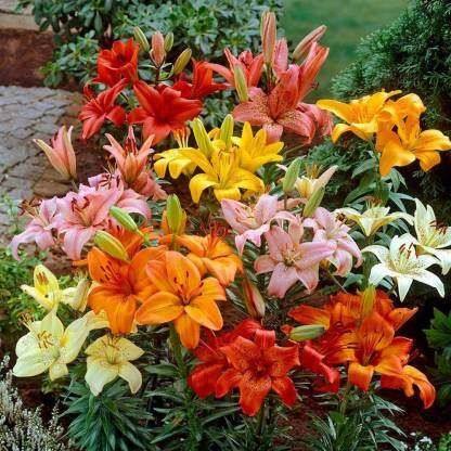 20 เมล็ด ลิลลี ดอกลิลลี่ Lily Lilies Lilium spp คละสายพันธุ์