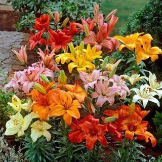 20 เมล็ดพันธุ์ ต้นดอกลิลลี ดอกลิลลี่ Lily . Lilies (Lilium spp.) เป็นดอกไม้ ที่แทนสัญลักษณ์แห่งความรัก