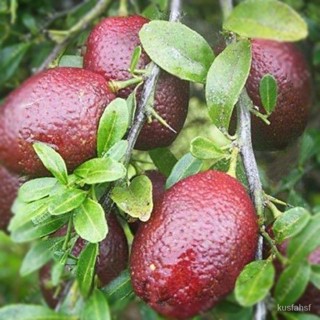 20 เมล็ดพันธุ์ เมล็ด มะนาวแดง ผลสีแดง Red Lemon Tree  Organic Fruit  Bonsai Blood Orange