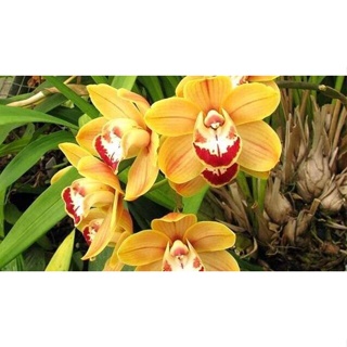30 เมล็ดพันธุ์ เมล็ดกล้วยไม้ กล้วยไม้ ซิมบิเดียม (Cymbidium Orchids) Orchid flower