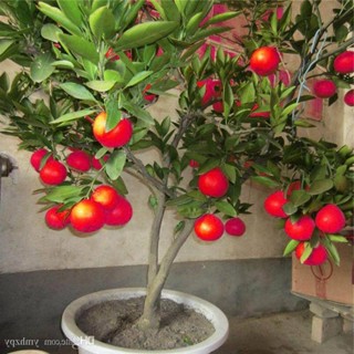 20 เมล็ดพันธุ์ เมล็ด มะนาวแดง ผลสีแดง Red Lemon Tree  Organic Fruit  Bonsai Blood Orange