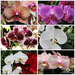 30 เมล็ดพันธุ์ เมล็ดกล้วยไม้ ฟาแลนนอปซิส (Phalaenopsis Orchids) Orchid flower