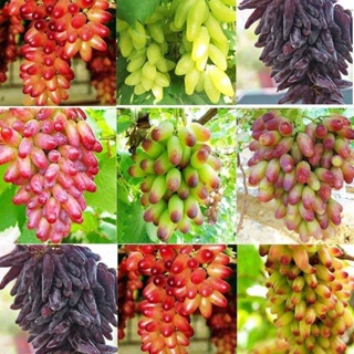 20 เมล็ดพันธุ์ เมล็ด องุ่น Grape Vine