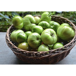 50 เมล็ดพันธุ์ มะเขือเทศ ผลสีเขียว Green Tomato