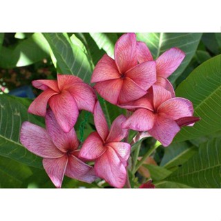 20 เมล็ด ลีลาวดี Frangipani , Pagoda Tree, Hawaii Plumeria สายพันธุ์ Little Doric สีม่วง