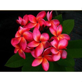 20 เมล็ด ลีลาวดี Frangipani , Pagoda Tree, Hawaii Plumeria สายพันธุ์ Duke Hybrid สีบานเย็น