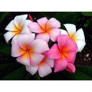 20 เมล็ด ลีลาวดี Frangipani , Pagoda Tree, Hawaii Plumeria สายพันธุ์ Cotton Candy สีชมพู