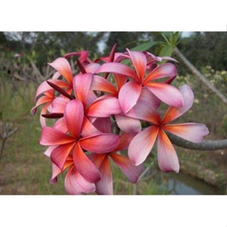 20 เมล็ด ลีลาวดี Frangipani , Pagoda Tree, Hawaii Plumeria สายพันธุ์ Blazing Star สีม่วง