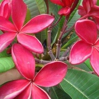 20 เมล็ด ลีลาวดี Frangipani , Pagoda Tree, Hawaii Plumeria สายพันธุ์ Siam Ruby สีแดง