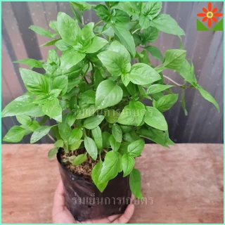 ต้นโหระพา ในถุงเพาะชำ 5.5นิ้ว basil plant หรือ Sweet Basil หรือ Thai Basil