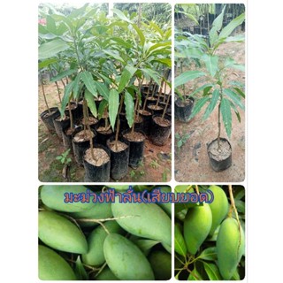 ต้นมะม่วงฟ้าลั่น(เสียบยอด)สูง 50-70 ซม.เนื้อมะม่วงเปราะบางเคี้ยวรสชาติเคี้ยวกรุบกรอบ