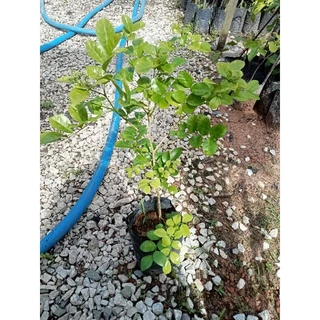 ต้นดอกแก้วพวงดวงใจ ดอกหอมเป็นพวง ขนาด 40-60 ซม.