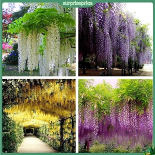 &lt;surprise&gt; Wisteria ดอกไม้ประดิษฐ์ สําหรับตกแต่งบ้าน งานแต่งงาน