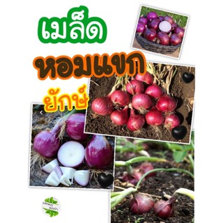 เมล็ดหัวหอมแขก ยักษ์ 100เมล็ด10บาท เมล็ดแท้ opนำเข้าจากต่างประเทศ