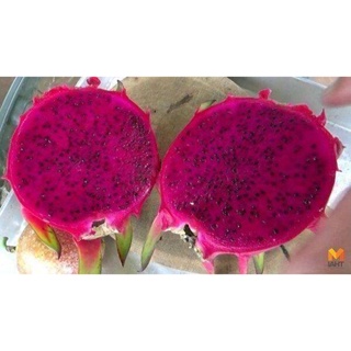 10 เมล็ด เมล็ดแก้วมังกร (Pitaya) Dragon fruit พันธุ์ไต้หวัน ของแท้ 100% อัตรางอก 70-80% มีคู่มือปลูก ปลูกในกระถางได้
