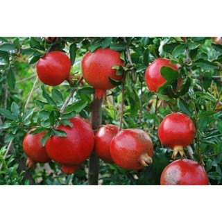 20 เมล็ด เมล็ดทับทิม (Pomegranate) สายพันธุ์ แดงมารวย ของแท้ 100% อัตรางอก 70-80% Pomegranate seeds มีคู่มือปลูก