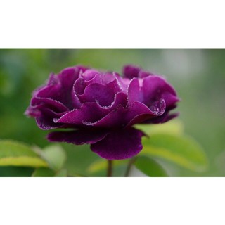 เมล็ดพันธุ์ 30 เมล็ด กุหลาบพันธุ์เล็ก spray rose สีแดง เลี้ยงง่าย หอมอ่อน ดอกดก บานทน
