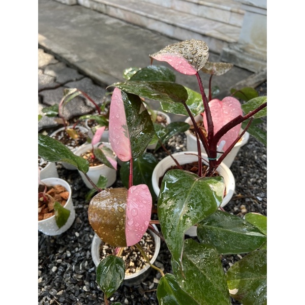 Philodendron Pink princess mable