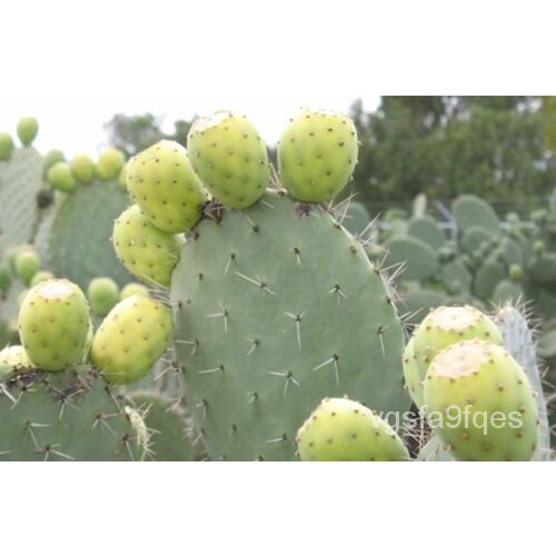 เมล็ด 50เมล็ดผลไม้สีขาว roxburgh Rose Cactus, Opuntia Ficus indica nopal alfajayucan ข้าวโพด