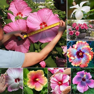 อินทรีย์็ด เพาะ ใหม่ง่าย ใหม่ได้ทั่วไทย ใหม่ 100 ใหม่็ด Hibiscus Flower Seeds บอนสี ใหม่มะระไม้ ใหม่ ถู มะระ