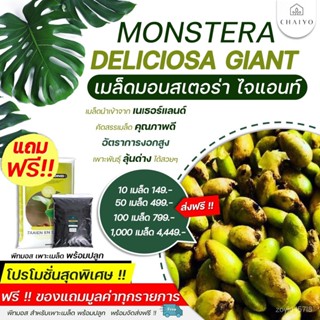 อินทรีย์็ด เพาะ ถูก็ดมอนสเตอร่าไจแอนท์  พร้อมส่งฟรี !! (Monstera Deliciosa Seeds) นำเข้าเนเธอร์แลนด์ 10 - 1000 ถ ผักบุ้