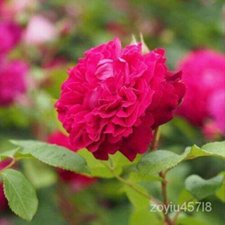 อินทรีย์็ด ใหม่็ด 30 ใหม่็ด ใหม่ กุหลาบมอญ สีบานเย็น Rose Seeds มะระใมะระ่ มะระหอม นำเข้าจากต่างประเทศ พร้อม