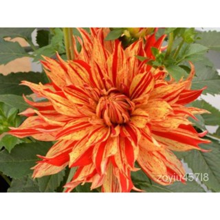 อินทรีย์็ด ใหม่็ด 1 เหง้า/ชุุด รักเร่ Dahlia Bulb สายใหม่ Sun Fire หัวรักเร่ มะระไม้ มะระรักเร่ เหง้า นำเข้า ยุโ