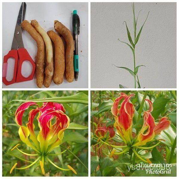 อินทรีย์็ด ถูก็ด พันมหา (อีสาน) Gloriosa Superba10หัว/ชุด ดองดึง หัวฟาน, หัวขวาน ถูก มะระ