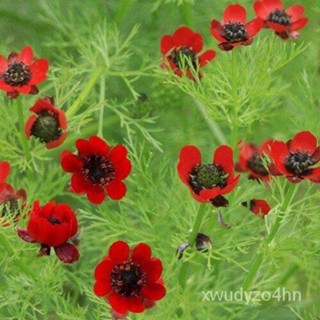 อินทรีย์็ด ใหม่็ด ใหม่นำเข้าจาก อังกฤษ ใหม่ Garden Seed อโดนิส Adonis aestivalis pheasants eye 50 ใหม่็ด ใหม่ มะระ