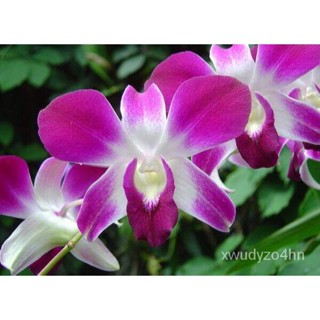 อินทรีย์็ด ใหม่็ด 30 ใหม่ ใหม่็ดกล้วยไม้ กล้วยไม้สกุลหวาย (Dendrobium) Orchid flower seeds อัตราการใหม่ 80-85% มะระ