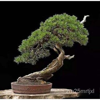 เมล็ด 30 Bonsai Tree การเจริญเติบโตของเมล็ดสนสีดำญี่ปุ่น-ต้องมี Bonsai ต้นอ่อน